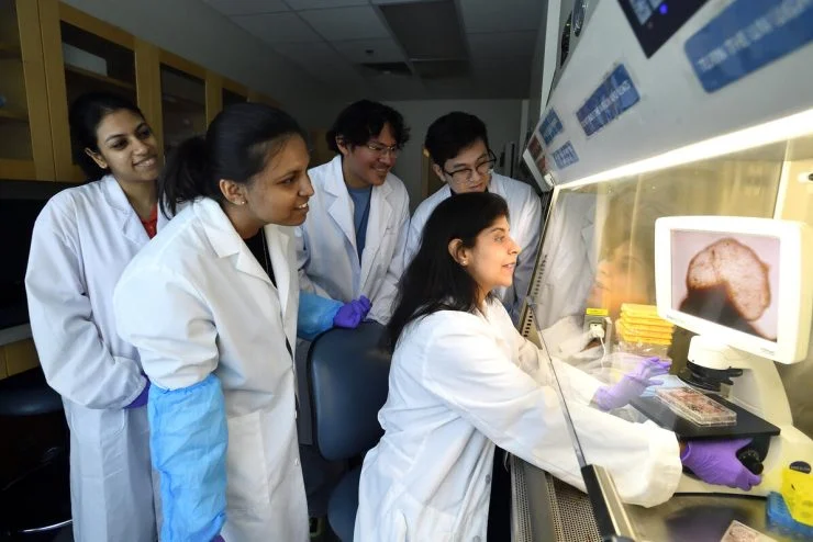 Scientists Create World’s First Whole-Brain Organoid, Paving New Paths in Neuropsychiatric Research