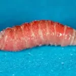 Flesh-Eating Screwworm Detected Just 31 Miles From U.S. Border: What Health Officials Say About the Risk