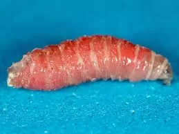 New World Screwworm: Emerging Threat with Significant Health and Economic Implications