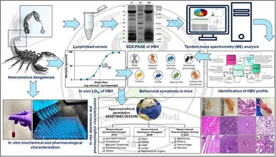 Mystery behind the sting of the black scorpion decoded