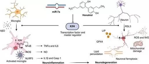 Towards a potential cure for Alzheimer’s Disease