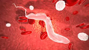 Kenya achieves elimination of human African trypanosomiasis or sleeping sickness as a public health problem