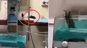 Shocker in Indore: Another Infant Dies After Rat Bite at MY Hospital; Human Rights Commission Seeks Report