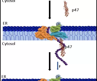 Unsung helper that protects cells from mechanical stress holds the therapeutic promise