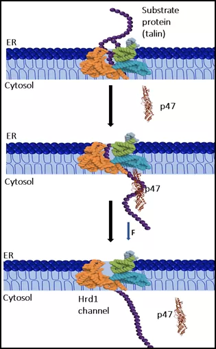 Unsung helper that protects cells from mechanical stress holds the therapeutic promise