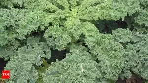 Forget Milk and Oranges: Kale Emerges as a Natural Powerhouse for Calcium and Vitamin C