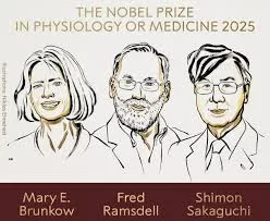 Breakthrough in Immune System Control: Nobel Prize Awarded to Brunkow, Ramsdell, and Sakaguchi for Discoveries in Peripheral Immune Tolerance
