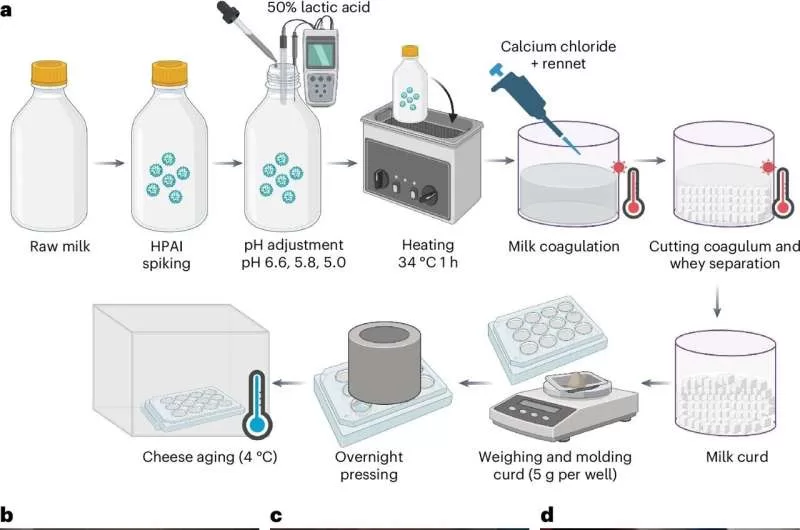 “Bird Flu Virus Can Survive Aging Process in Raw Milk Cheese, Study Finds”