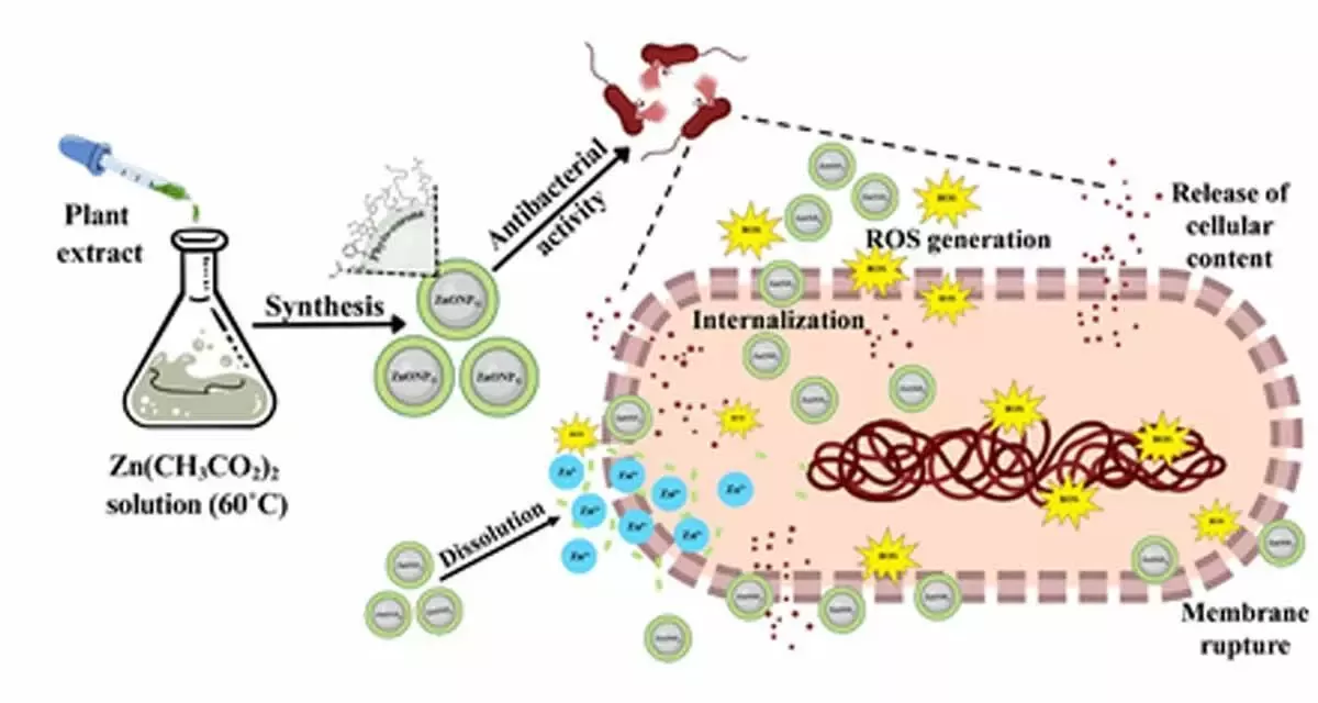 Green Nanoparticles from Medicinal Plants: A New Front in the Fight Against Antibiotic Resistance