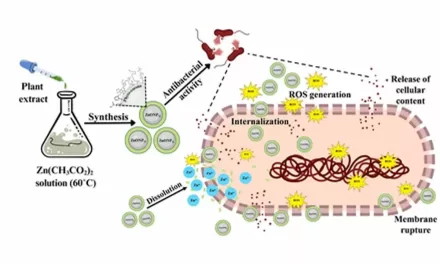 Green Nanoparticles from Medicinal Plants: A New Front in the Fight Against Antibiotic Resistance