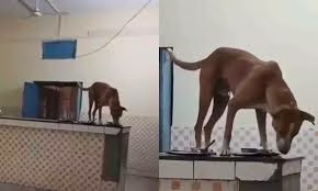 Shocking Hygiene Lapse at LLRM Medical College: Viral Video Raises Public Health Concerns