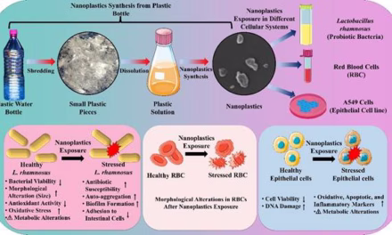 Nanoplastics from single-use PET bottles harm gut bacteria and human Cells