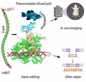 New light to track gene editing