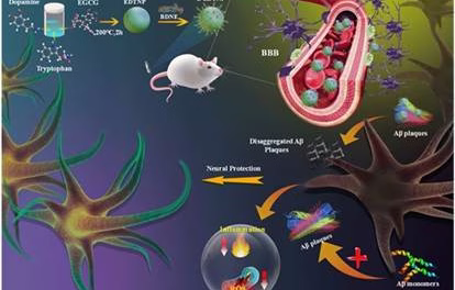 New path found for a better & comprehensive therapy for Alzheimer ’s disease