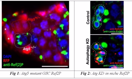 Scientists decode new avenues for research on healthy ageing