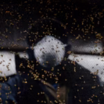 U.S. to Launch $750 Million “Fly Factory” in Texas to Shield Borders from Flesh-Eating Parasite