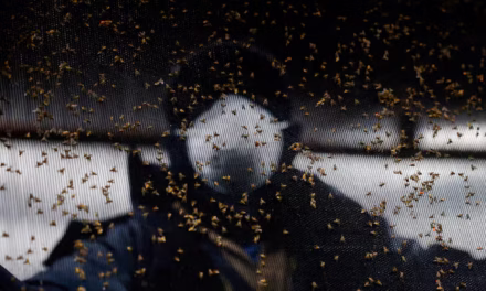 U.S. to Launch $750 Million “Fly Factory” in Texas to Shield Borders from Flesh-Eating Parasite