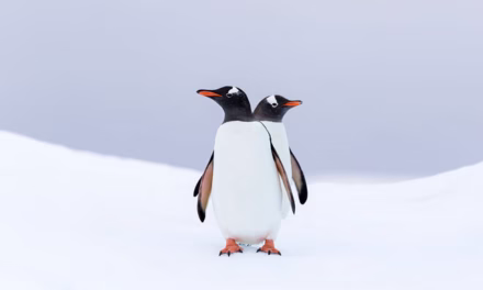 Deadly H5N1 Bird Flu Reaches Penguins on Remote Australian Territory