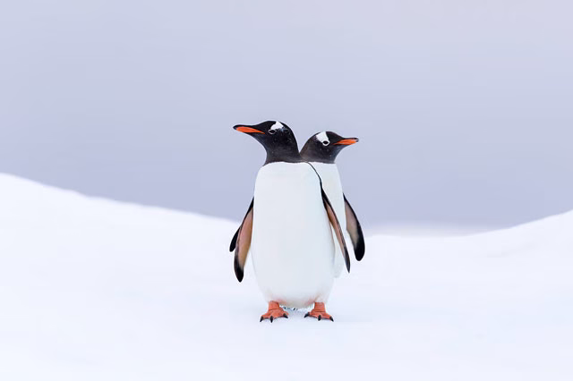 Deadly H5N1 Bird Flu Reaches Penguins on Remote Australian Territory