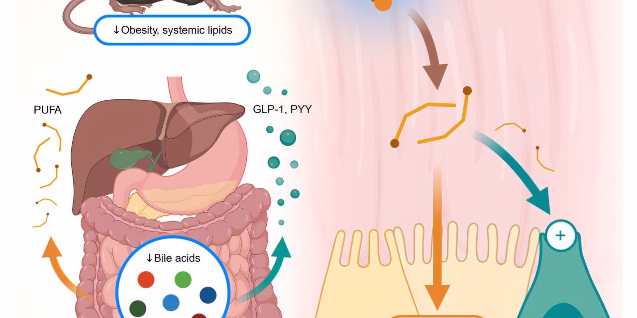 Decoding the Gut’s Gatekeepers: New Research Reveals How Body Selects “Good” vs. “Bad” Fats