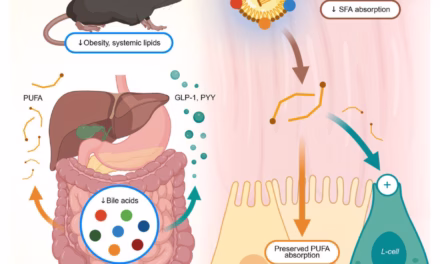 Decoding the Gut’s Gatekeepers: New Research Reveals How Body Selects “Good” vs. “Bad” Fats