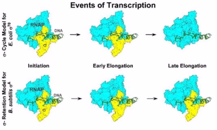 Beyond the Sigma Cycle: Indian and U.S. Scientists Overturn 50-Year-Old Rule of Bacterial Life