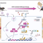 Protecting the Pivot: Discovery of Key Protein Offers New Hope for Reversing Osteoarthritis