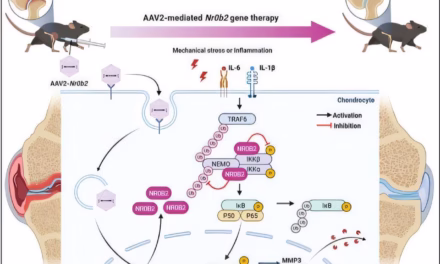 Protecting the Pivot: Discovery of Key Protein Offers New Hope for Reversing Osteoarthritis