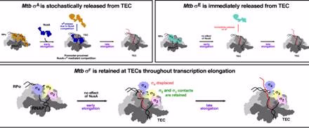 Rethinking the “Sigma Cycle”: How a Molecular Discovery in TB Bacteria Could Pivot the Fight Against Antibiotic Resistance