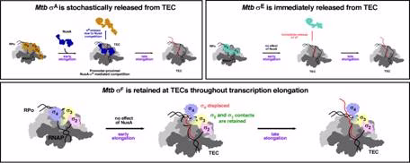 Rethinking the “Sigma Cycle”: How a Molecular Discovery in TB Bacteria Could Pivot the Fight Against Antibiotic Resistance