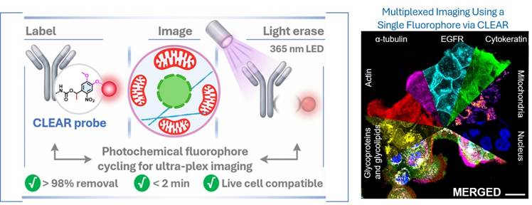 Erasable Medical Imaging: New ‘CLEAR’ Technology Maps Thousands of Proteins to Unmask Cancer and Neurological Diseases